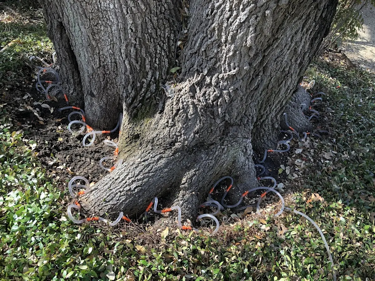 Detailed Tree Cabling and Bracing job site in Mitchell